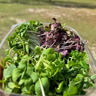 Microgreens
