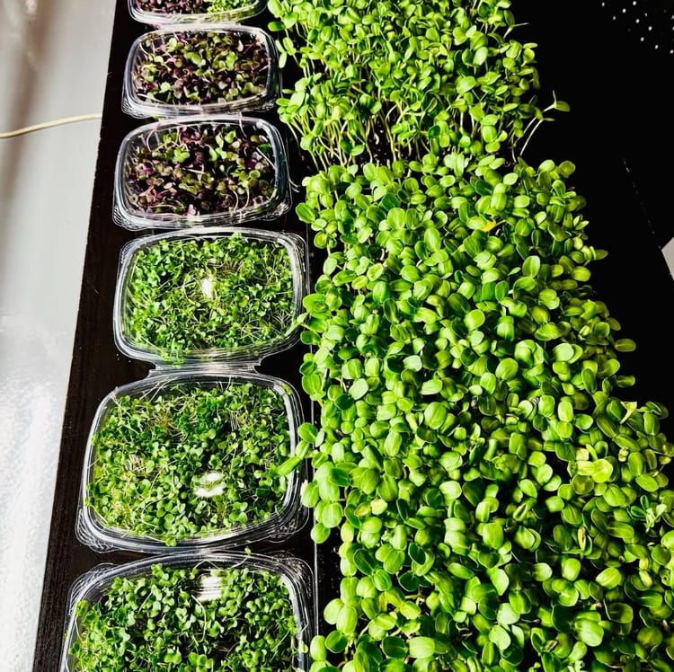 Microgreen Box.